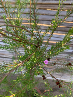 Diosma verde arbustivo