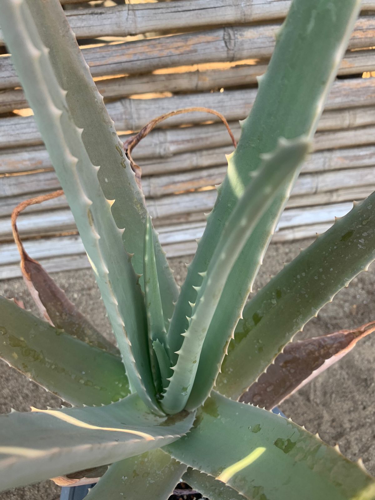 Aloe Vera