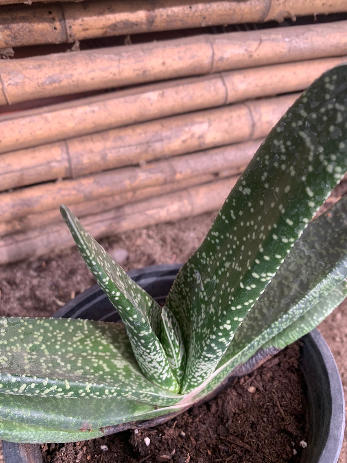 Lengua de buey - Gasteria Doreeniae