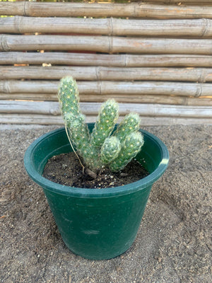 Cactus Dedo