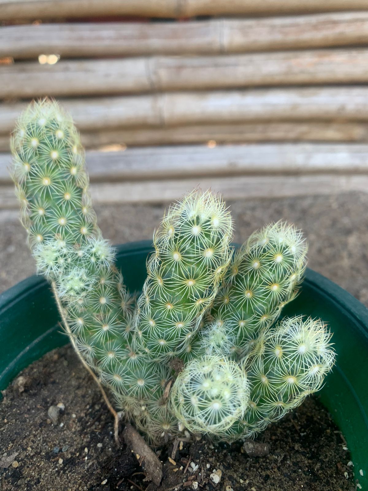 Cactus Dedo