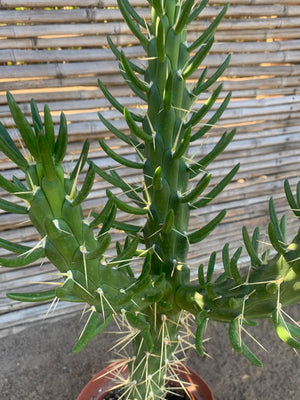 Cactus Aguja de Eva