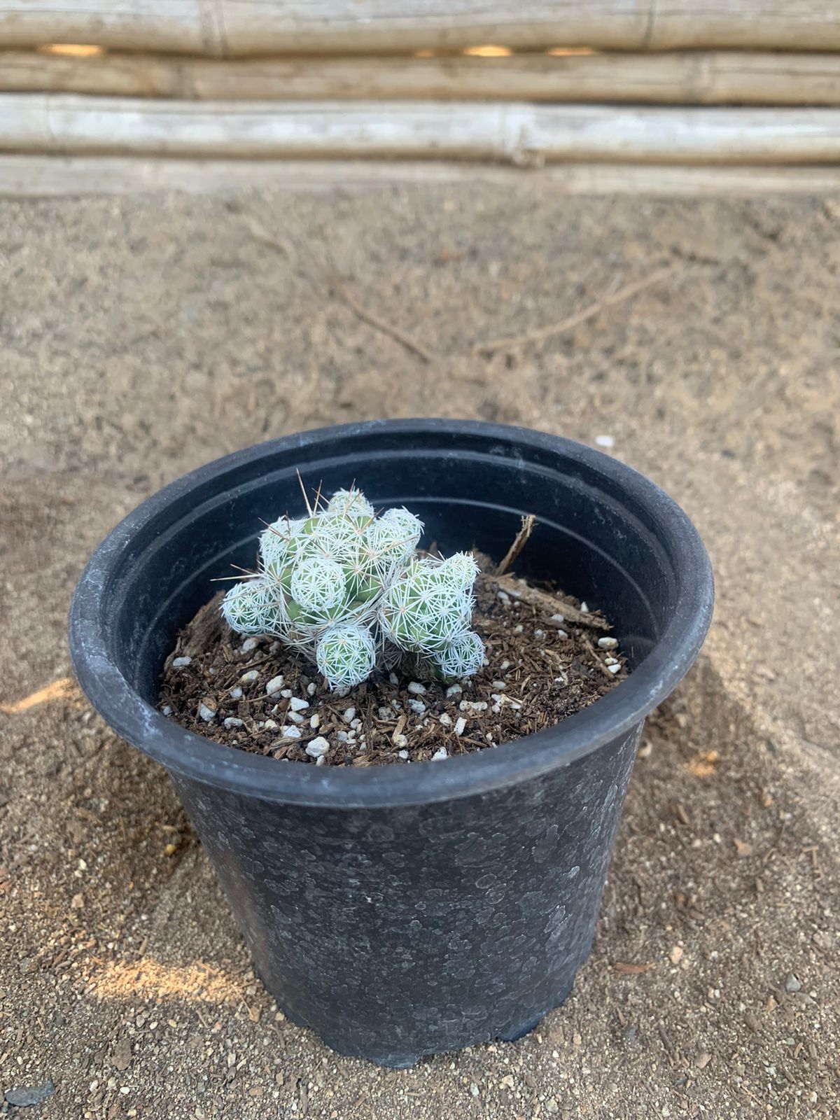 Cactus de Nieve