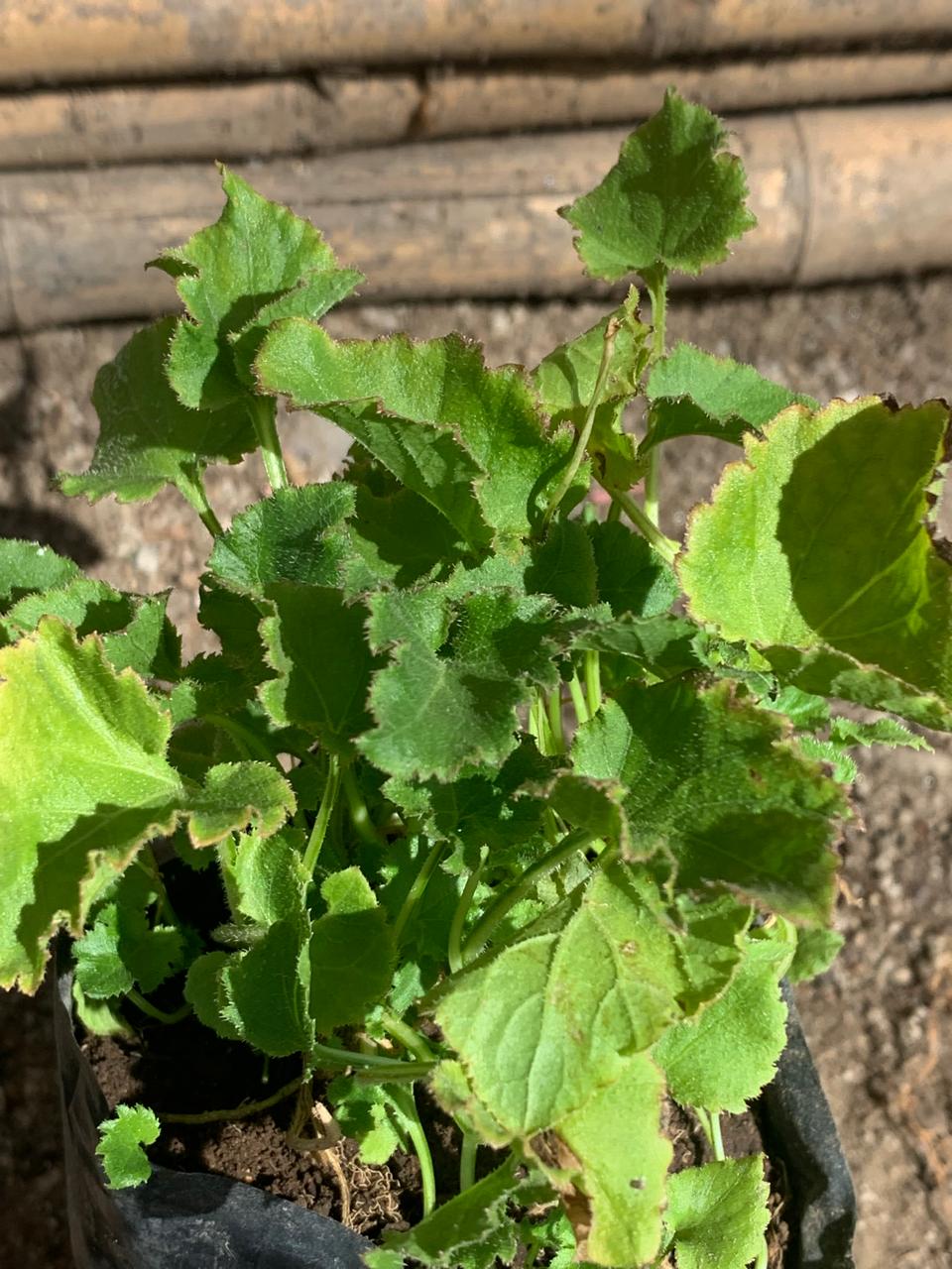 Campanula Carpatica