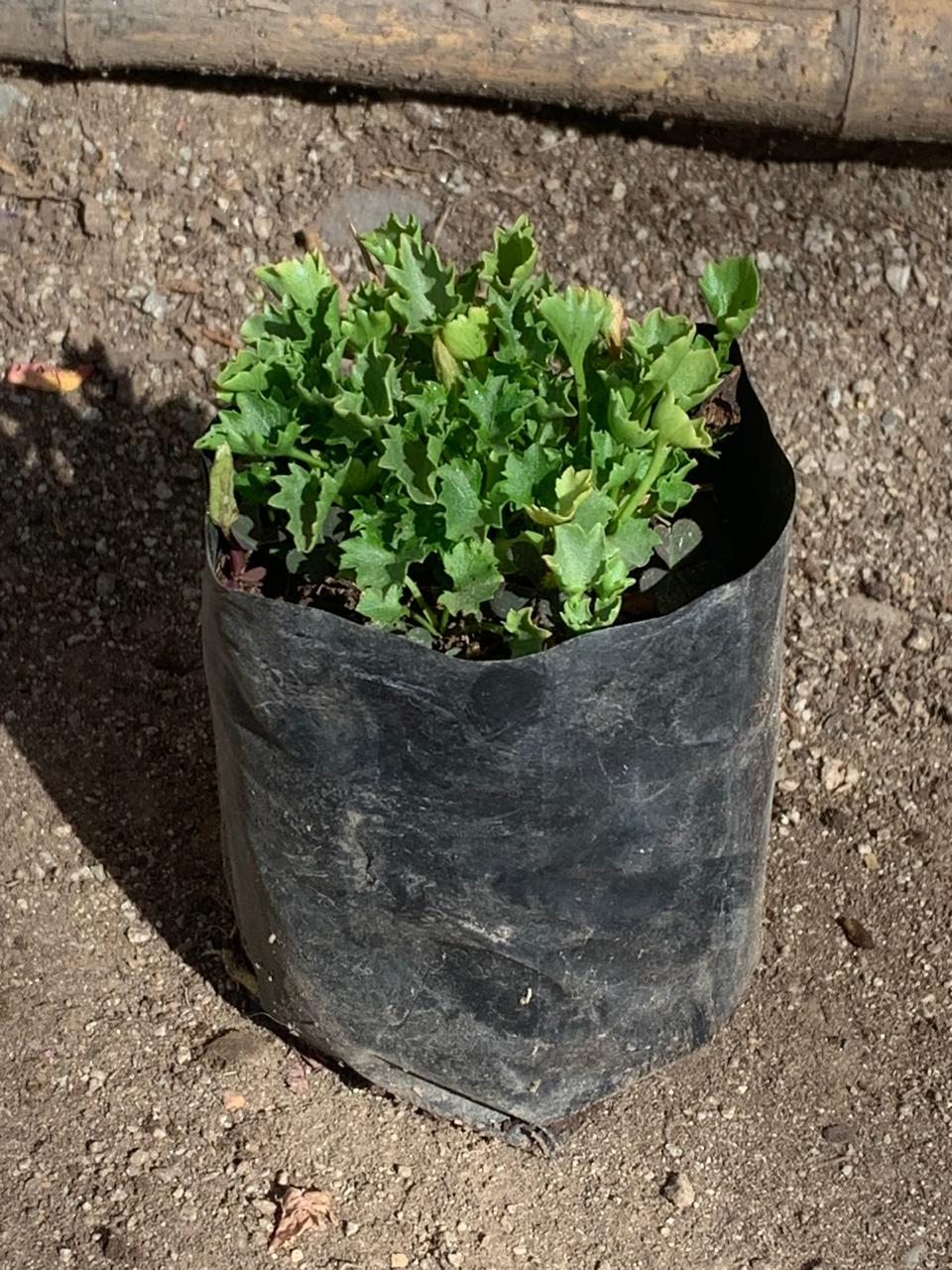 Campanula  isophylla