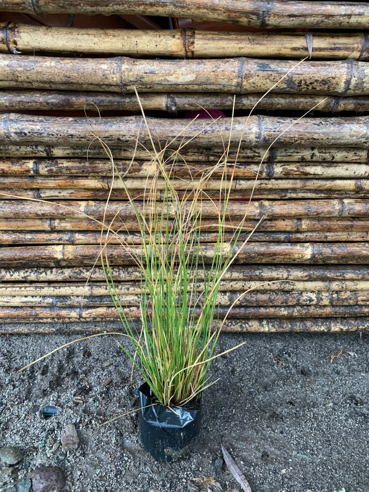 Carex verde