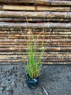 Carex verde