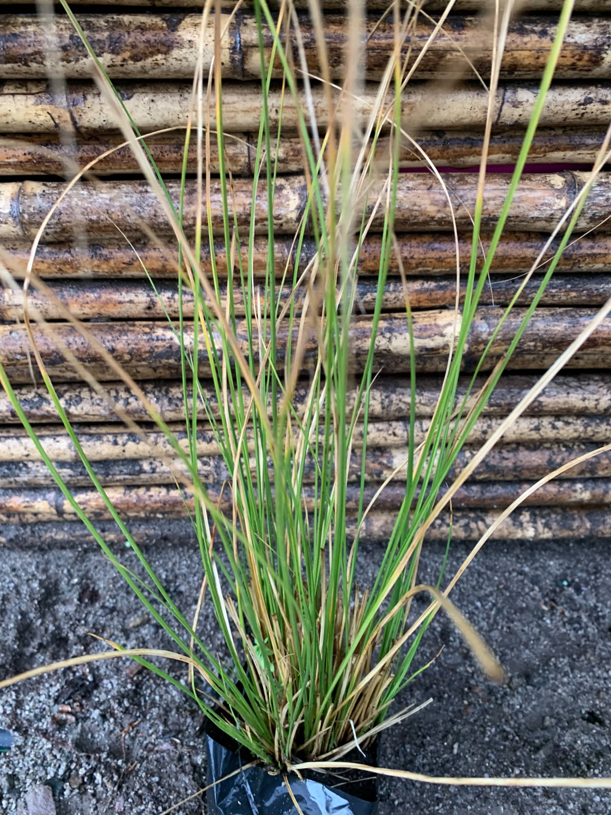 Carex verde
