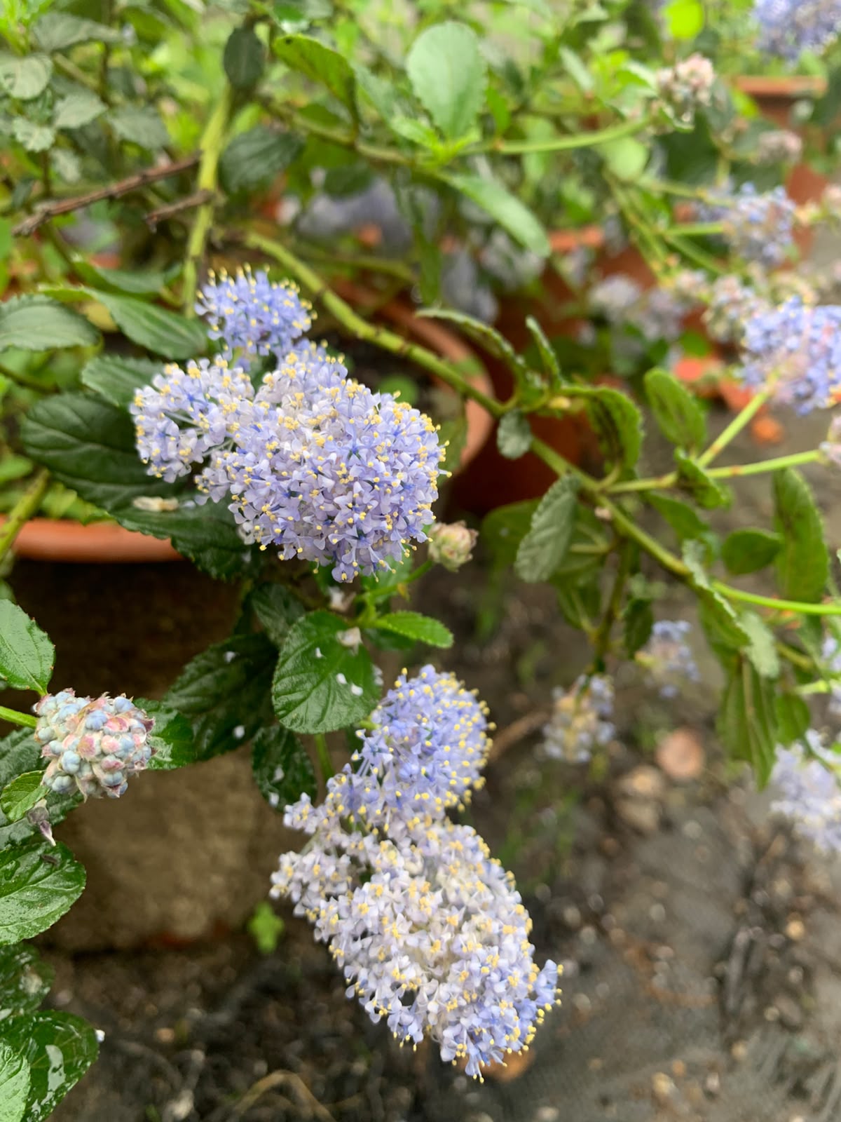 Ceanothus Rastrero - Ceanothus gloriosus (20 cm)