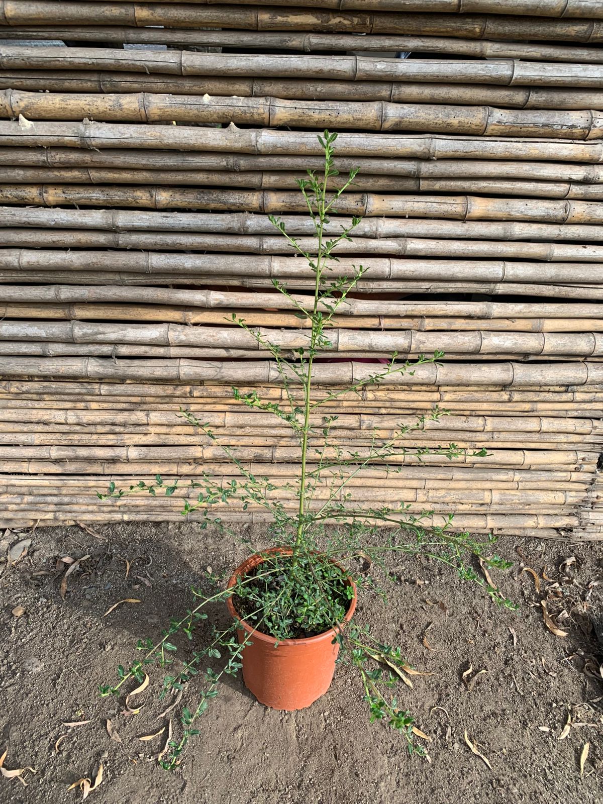 Ceanothus arbustivo