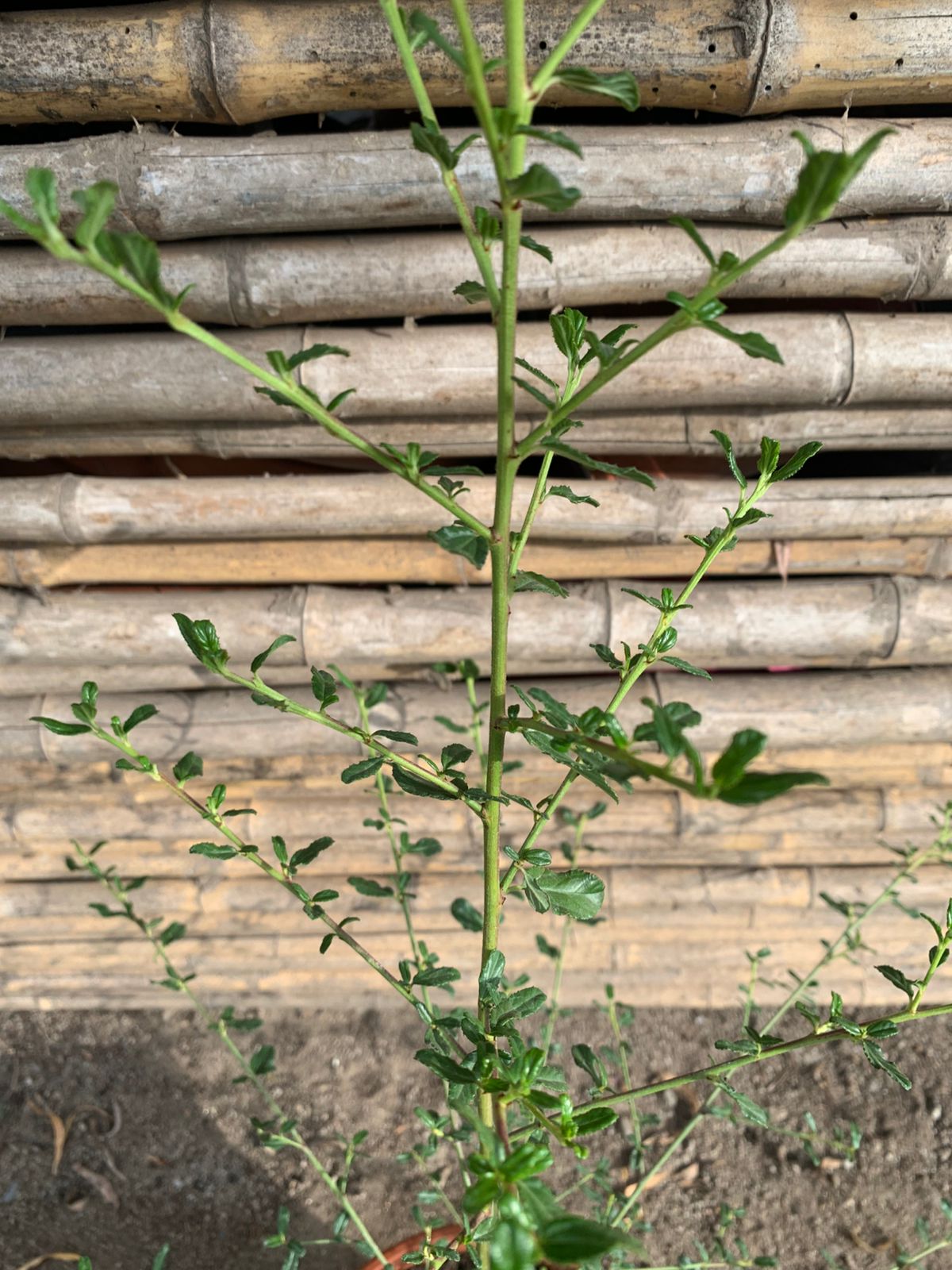 Ceanothus arbustivo