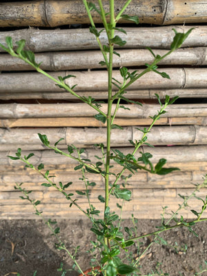 Ceanothus arbustivo