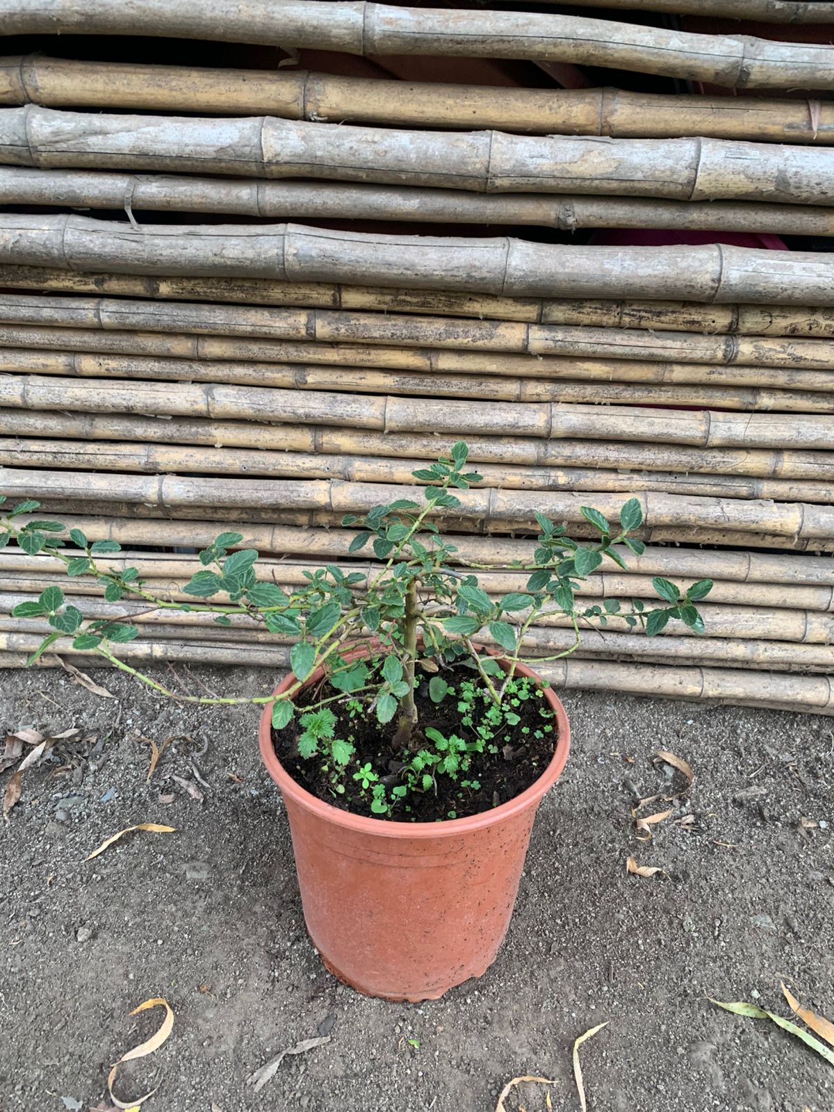 Ceanothus rastrero