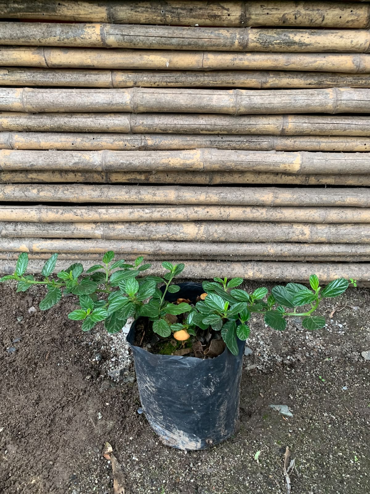 Ceanothus rastrero