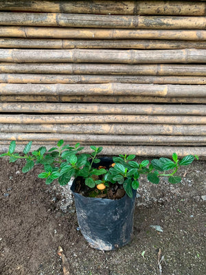 Ceanothus rastrero