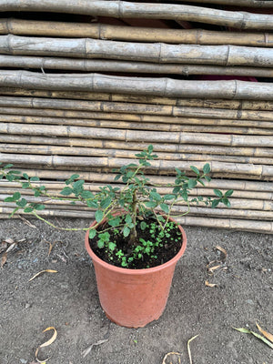 Ceanothus rastrero