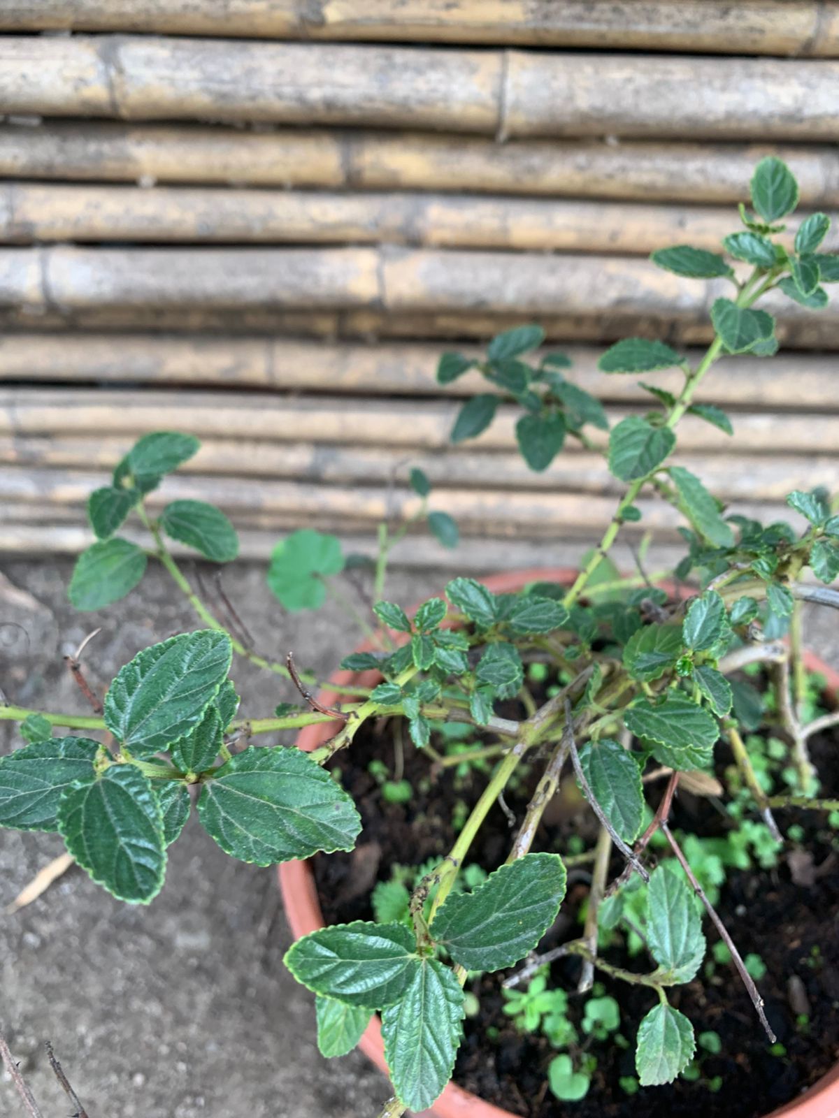 Ceanothus rastrero
