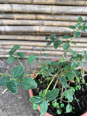 Ceanothus rastrero
