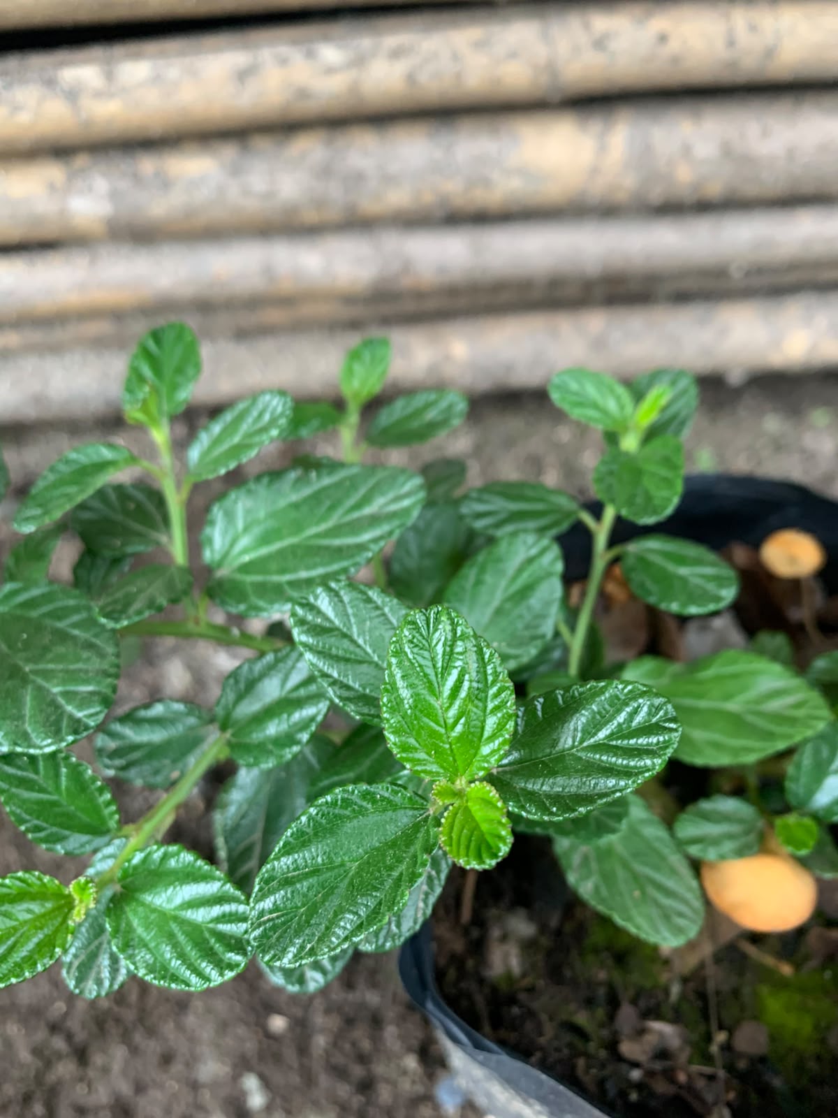 Ceanothus rastrero