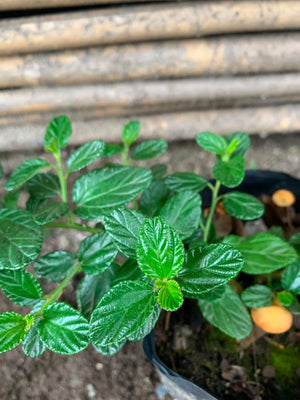Ceanothus rastrero