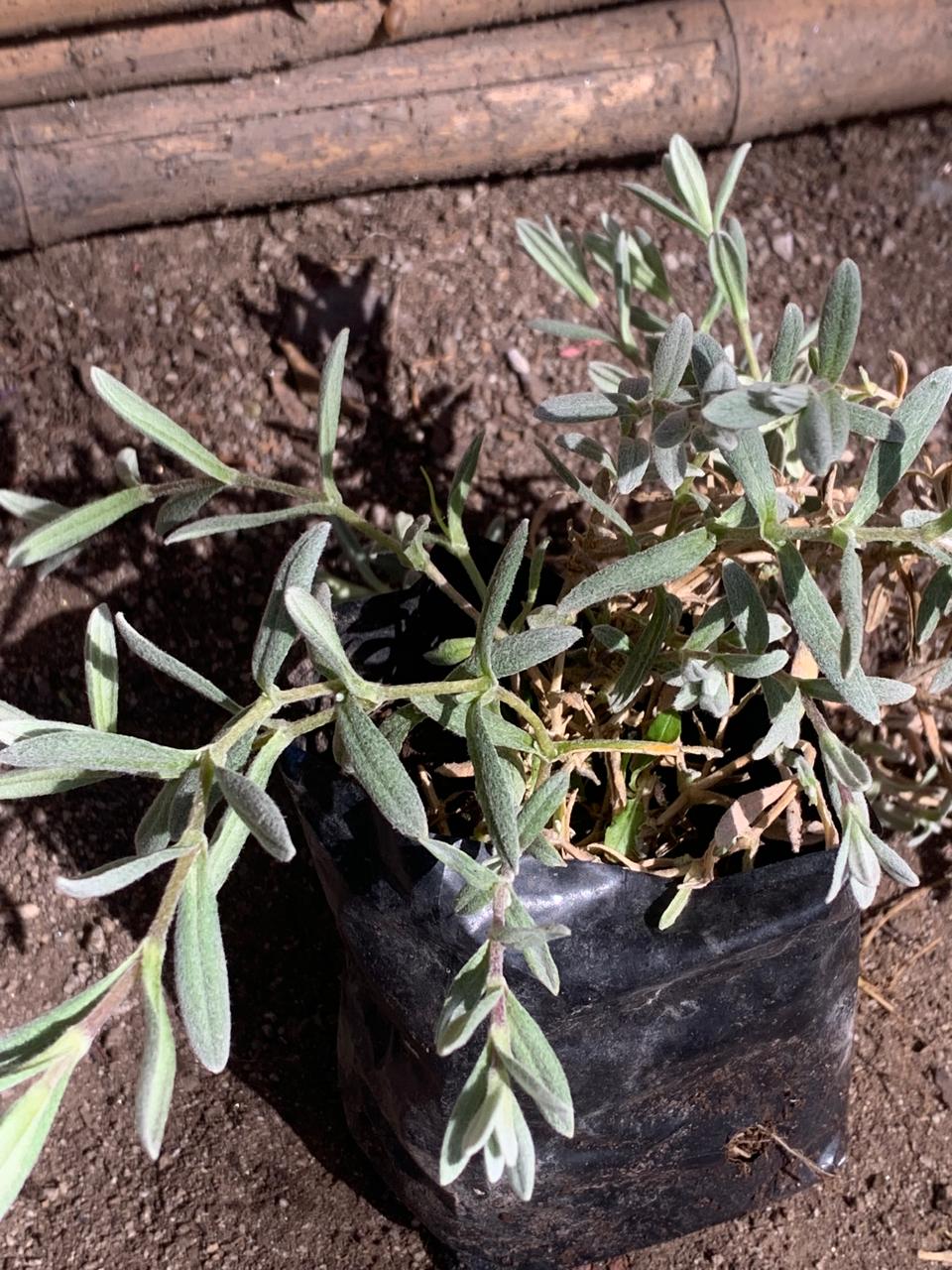 Cerastium tormentosum flor blanca