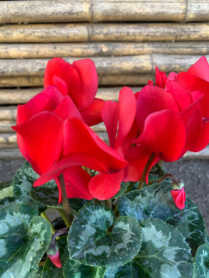 Ciclamen (Rojo)