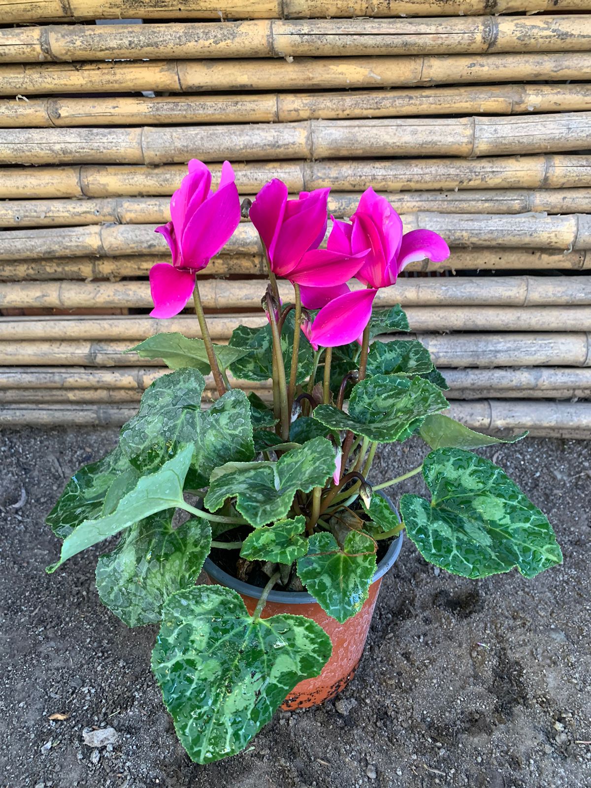 Ciclamen (Rosado)