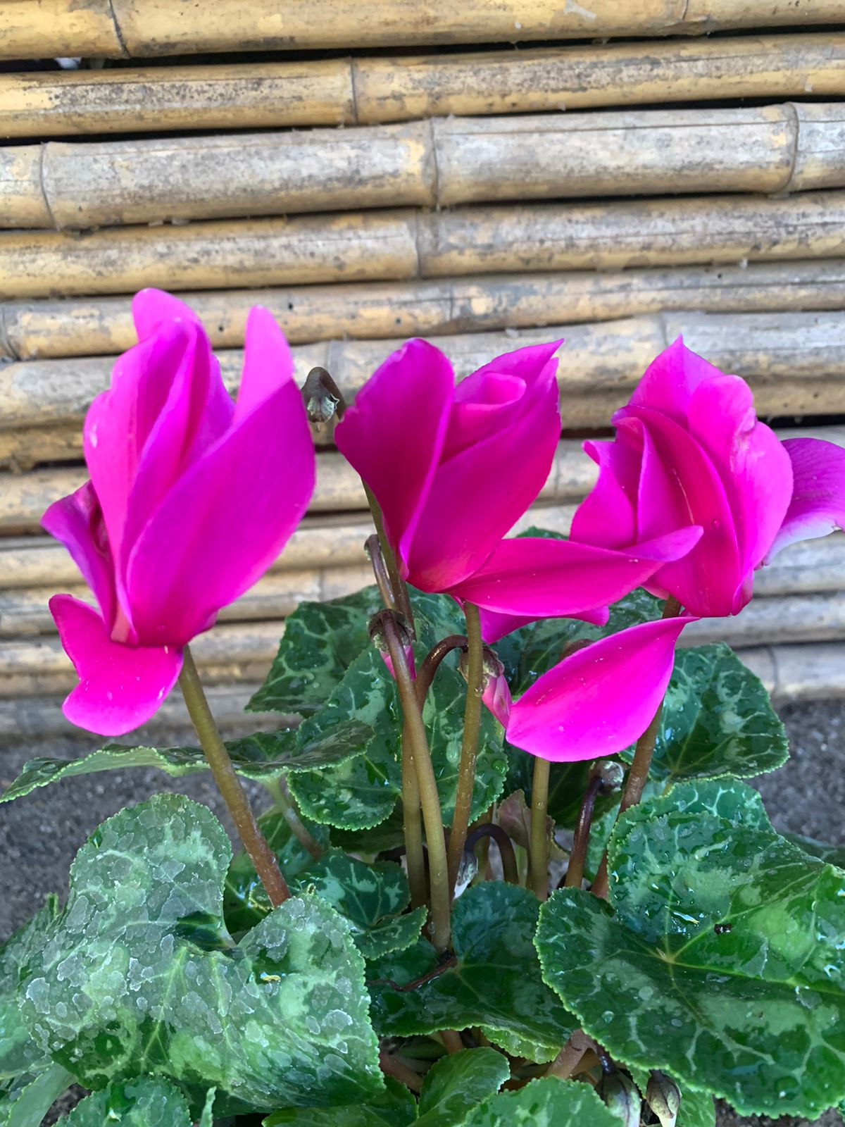 Ciclamen (Rosado)