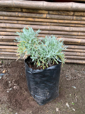 Cineraria (10-25 cm)