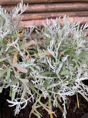 Cineraria (10-25 cm)