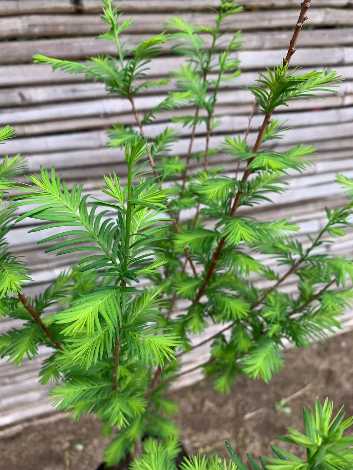 Cipres calvo - Taxodium distichum