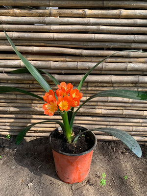 Clivia