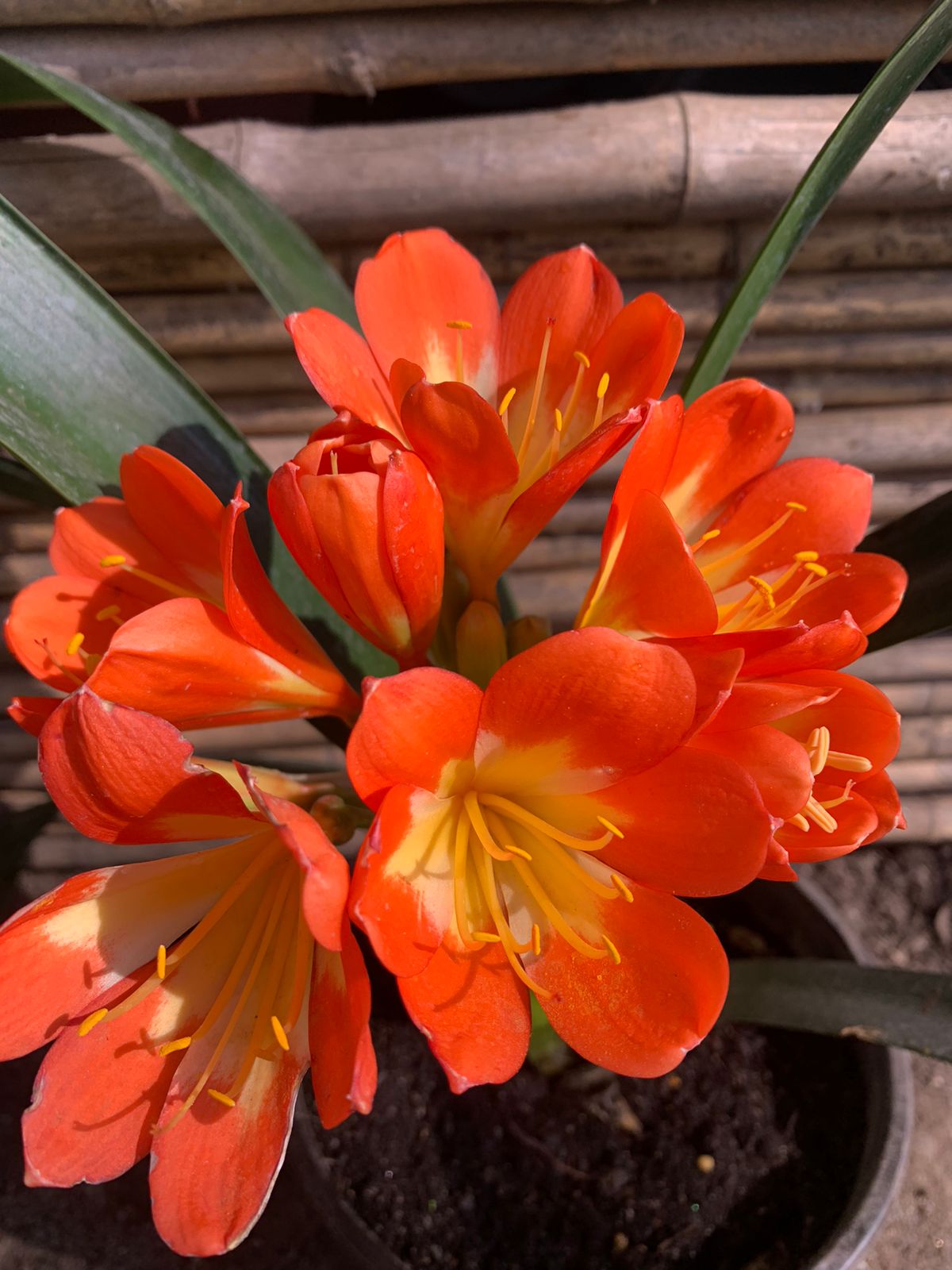 Clivia