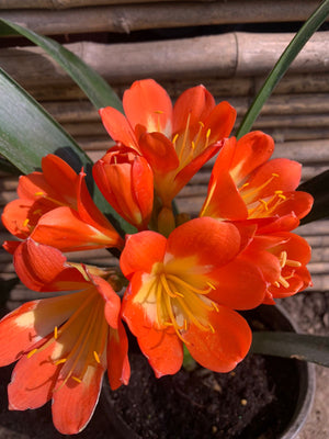 Clivia