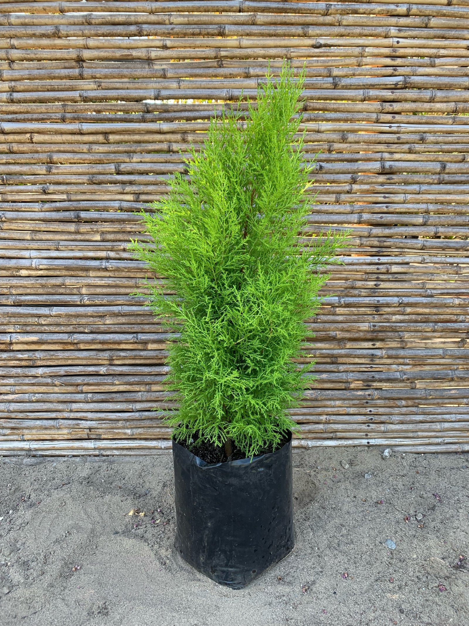 Ciprés Amarillo - Cedro Limón (ciprés aromático o ciprés limón) - Pino Aromático (0.4-0.5m)