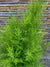 Ciprés Golden (Cedro Limón) - Cupressus macrocarpa  var. goldcrest (0.6-0.7m)