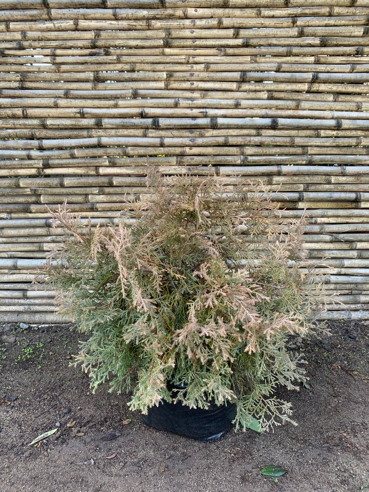 Thuja Occidentalis Rheingold