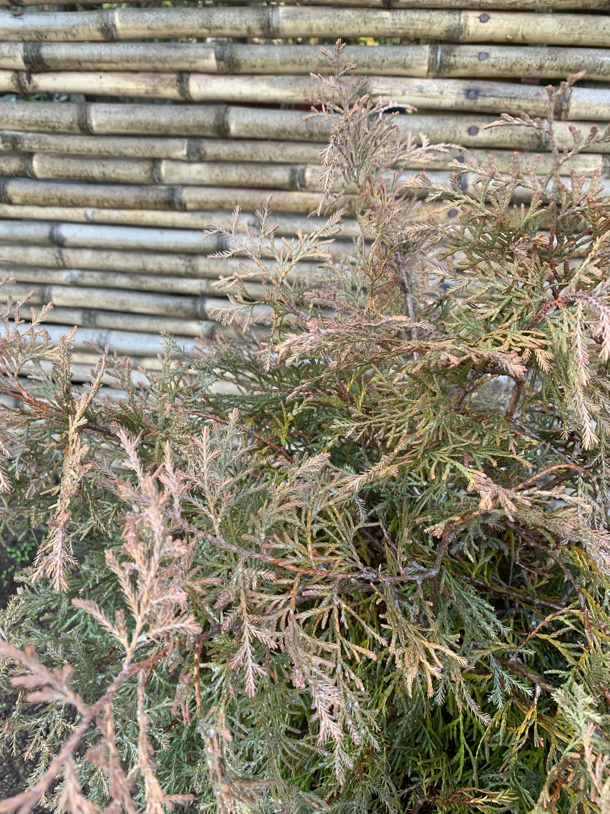 Thuja Occidentalis Rheingold