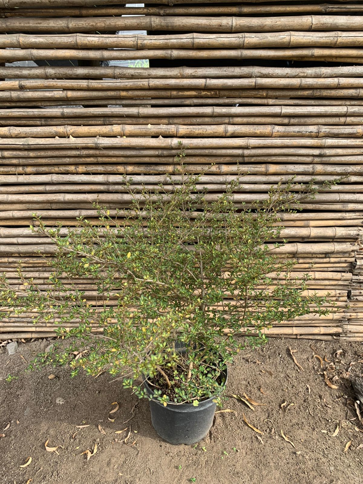 Coprosma petrieri