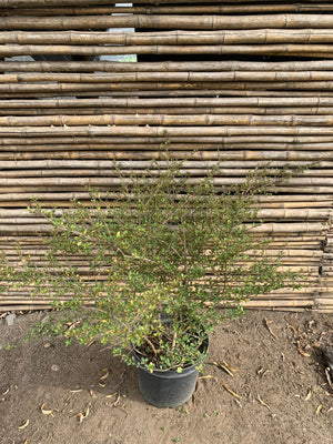 Coprosma petrieri
