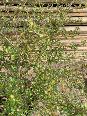 Coprosma petrieri