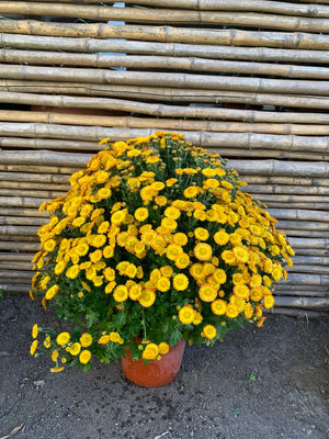 Crisantemo Bola (Amarillo)