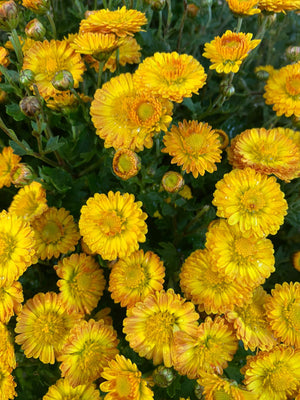 Crisantemo Bola (Amarillo)