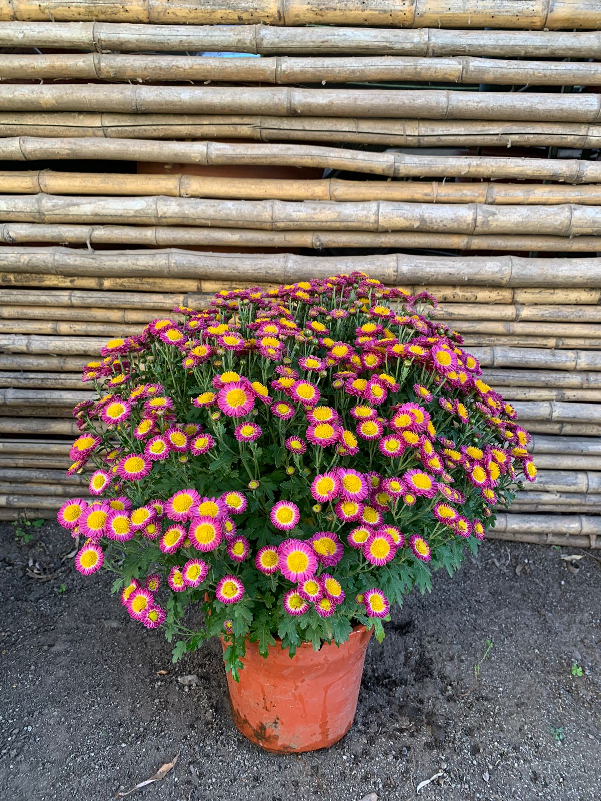 Crisantemo Bola (Rosado Oscuro)