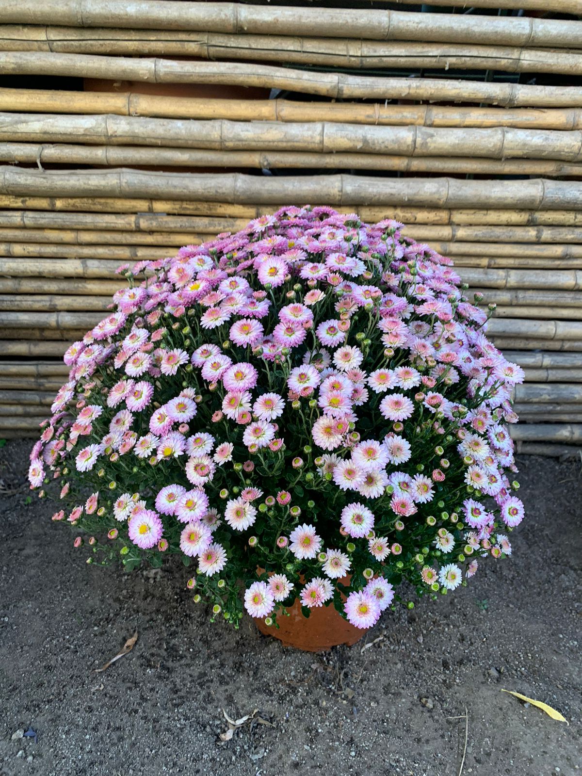 Crisantemo Bola (Rosado Claro)