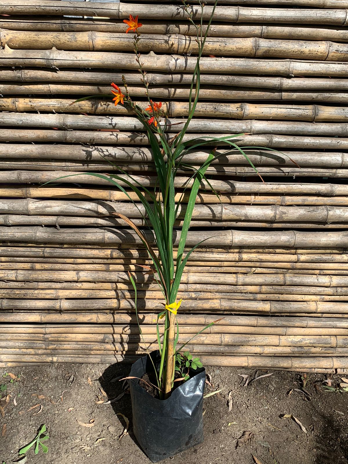 Crocosmia