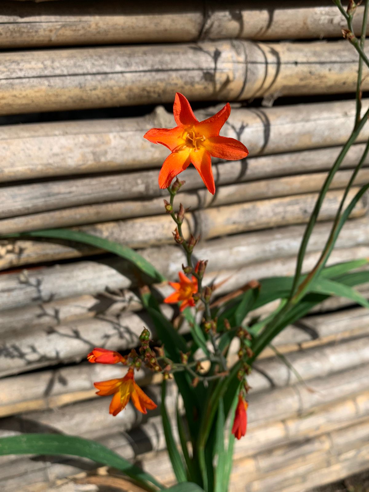 Crocosmia