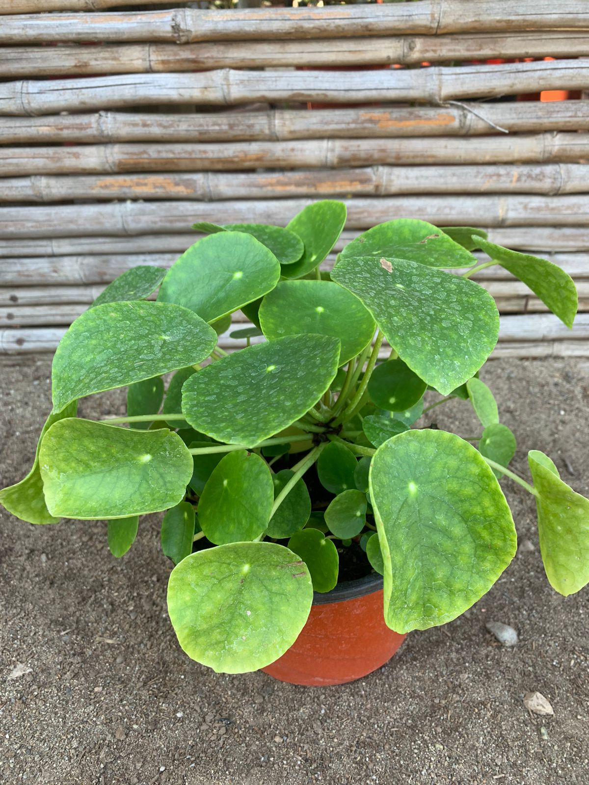 Cucharita