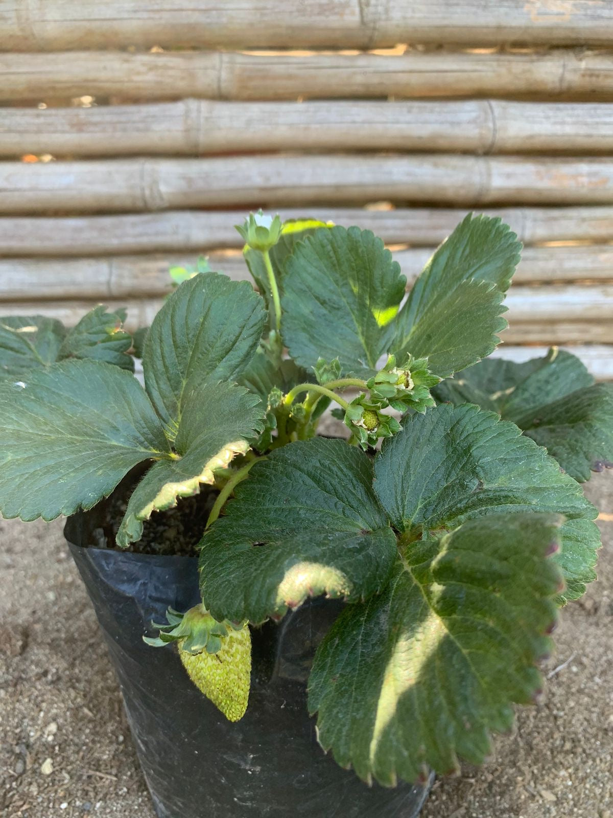 Frutilla