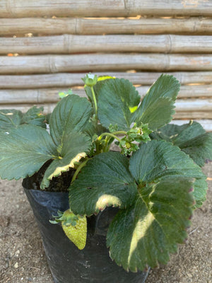 Frutilla